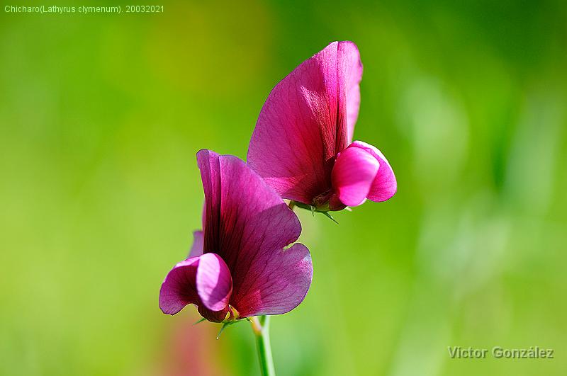 Chicharo(Lathyrus clymenum)-20032021.jpg - Chicharo (Lathyrus clymenum). 20032021